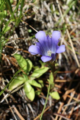 Gentiana newberryi newberryi