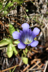 Gentiana newberryi newberryi