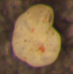 Elphidium excavatum