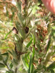 Psacasta tuberculata