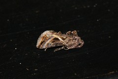 Autographa flagellum