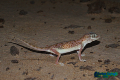 Stenodactylus doriae