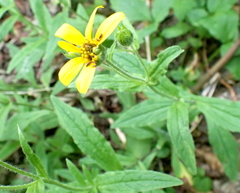 Arnica lanceolata prima