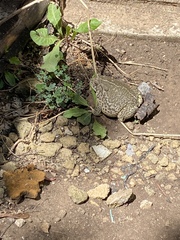 Anaxyrus woodhousii