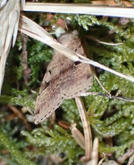 Diarsia esurialis