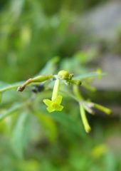 Wikstroemia canescens