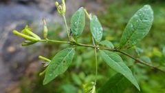 Wikstroemia canescens