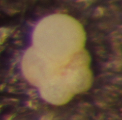 Globigerina quinqueloba