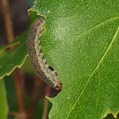 Empria candidata