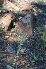 Streptanthus barbatus