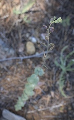 Streptanthus barbatus