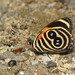 Catagramma tolima - Photo (c) Lepidoptera Colombiana 🇨🇴, algunos derechos reservados (CC BY-NC), subido por Lepidoptera Colombiana 🇨🇴