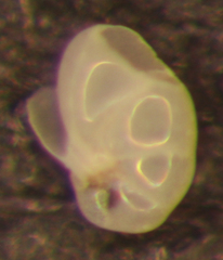 Nonionella stella