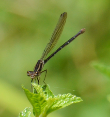 Argia sedula