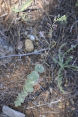 Streptanthus barbatus