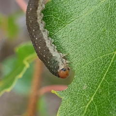 Empria candidata