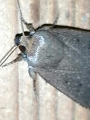 Amphipyra tragopoginis