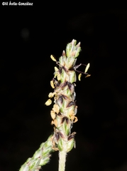 Plantago linearis