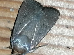 Amphipyra tragopoginis