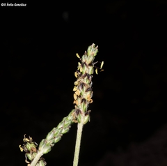 Plantago linearis