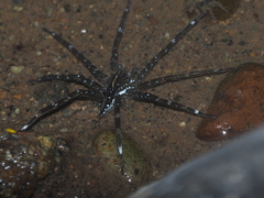 Dolomedes mizhoanus