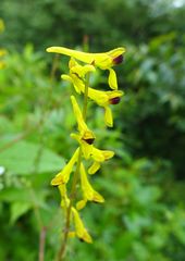 Corydalis cornuta