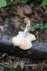 Russula puellaris