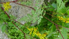 Corydalis cornuta