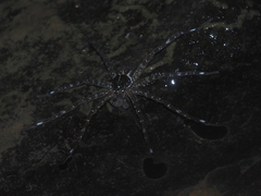 Dolomedes mizhoanus