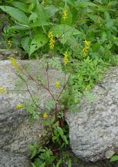 Corydalis cornuta
