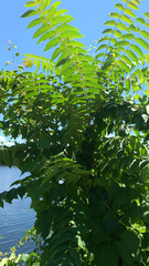 Ailanthus altissima