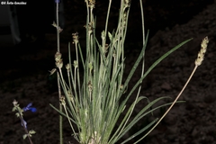 Plantago linearis