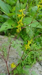 Corydalis cornuta