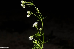 Galium mexicanum