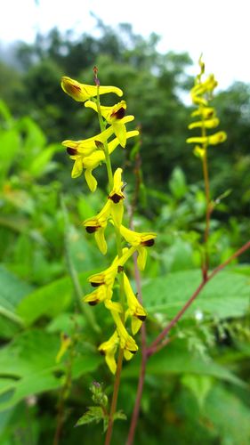 Horned corydalis (Corydalis cornuta)