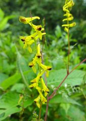 Corydalis cornuta
