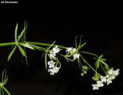 Galium mexicanum