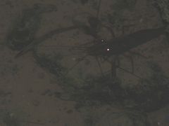 Macrobrachium sintangense