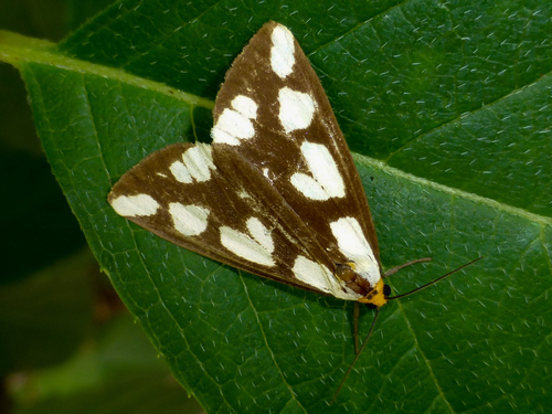 Confused Haploa Moth photo 5