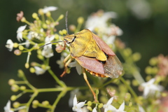 Carpocoris pudicus