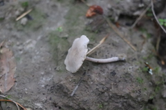 Pseudolaccaria pachyphylla