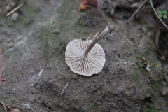 Pseudolaccaria pachyphylla