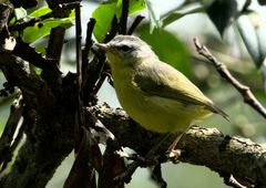 Phylloscopus xanthoschistos