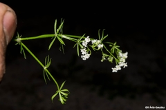 Galium mexicanum
