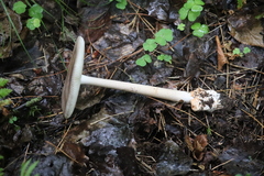 Amanita umbrinolutea