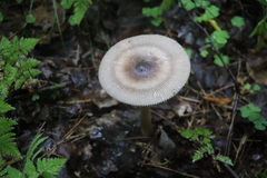 Amanita umbrinolutea