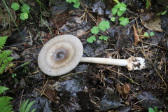 Amanita umbrinolutea