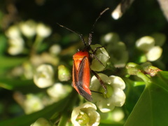 Taedia