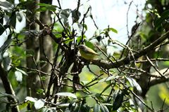 Phylloscopus xanthoschistos