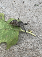 Arilus cristatus